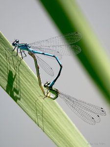 OMD43698_SHARPEN projects_20170615_083616.jpg