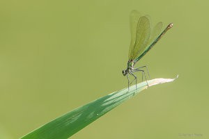 OMD43735_SHARPEN projects.jpg