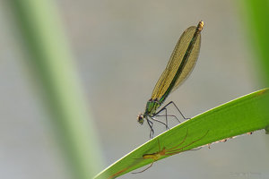 OMD43794_SHARPEN projects.jpg