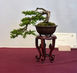 sonnefeld 006b......jpg