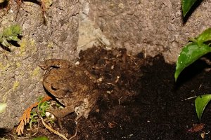 Forum DSC03474psd Nex5r + 16-50mm ©PPf.jpg