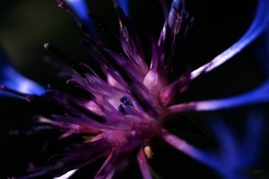 Forum DSC03505twpsd Nex5r + Elicar 2,5 90mm ©PPf.jpg