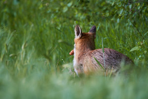 IMG_5918.jpg IMG_5918.jpg