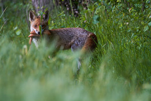 IMG_5920.jpg IMG_5920.jpg