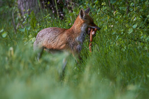 IMG_5921.jpg IMG_5921.jpg