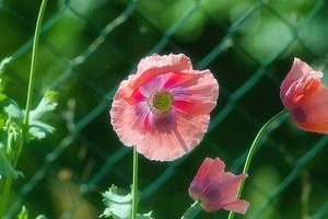 Forum SDIM2261psdpsfsfni SD14 + Orestegor 4,0 200mm ©PPf.jpg