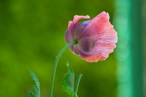 Forum SDIM2274 SD14 + Orestegor 4,0 200mm ©PPf.jpg