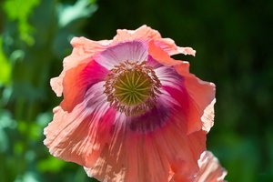 Forum SDIM2289 SD14 + Pancolar Zebra 1,8 50mm_filtered ©PPf.jpg