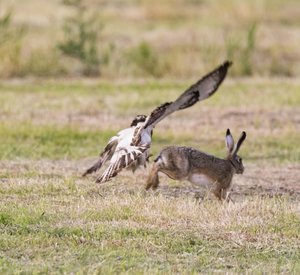 comp_15Bussard.jpg comp_15Bussard.jpg