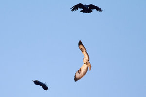 IMG_4733.jpg IMG_4733.jpg