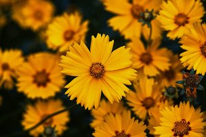 Forum SDIM2312psftc SD14 + Jupiter 37A 3,5 135mm ©PPf.jpg