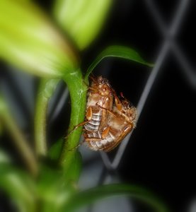 käferhochzeit 029b.....jpg