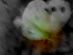 falter 001bui......jpg