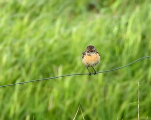 Schwarzkehlchen, Weibchen.jpg
