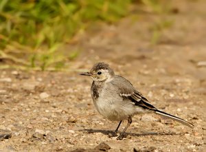 Junge Bachstelze.jpg