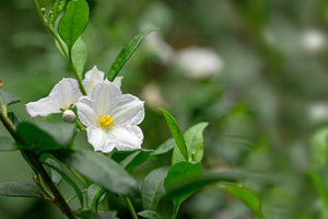 DSC02198b.jpg DSC02198b.jpg