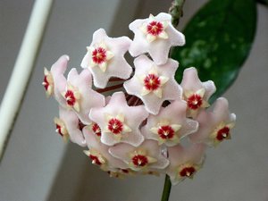 altrip 132bc.....jpg