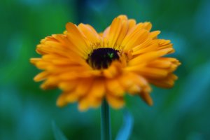 Forum DSC03744wb Nex5r + Diaplan 2,8 80mm ©PPf.jpg