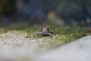 Forum DSC03708 Nex5r + Elicar 2,5 90mm ©PPf.jpg