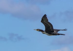 Vögel29Gem..jpg Vögel29Gem..jpg