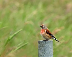 BlHänfDrt00_filtered.jpg BlHänfDrt00_filtered.jpg