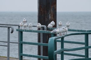 VögelDSC_0351alt.jpg VögelDSC_0351alt.jpg