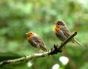 Rotkehlchen,Paar1.jpg