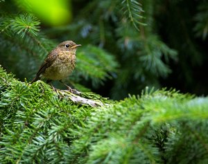 Junges Rotkehlchen.jpg