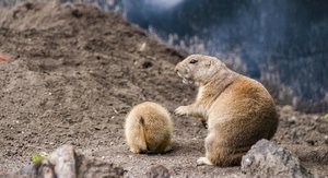 Erdmännchen134JP.jpg Erdmännchen134JP.jpg