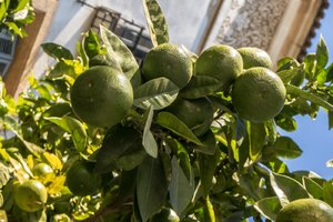 comp_SAM_1225.jpg comp_SAM_1225.jpg