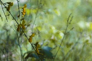 Forum DSC03264cr2 Nex5r + Canon FD 1,8 85mm ©PPf.jpg