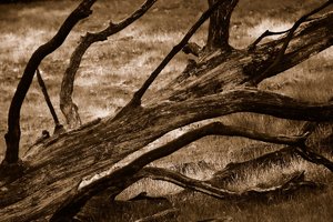 Forum DSC03259seppsf Nex5r + Canon FD 1,8 85mm ©PPf.jpg