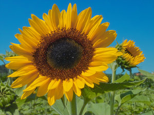 PIMG0003j-bf.jpg PIMG0003j-bf.jpg