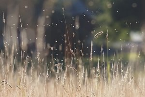 Forum DSC03952cr2 Nex5r + Pentacon 2,8 135mm ©PPf.jpg