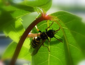 .....kuckuck 027n....jpg