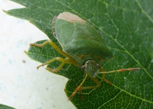 stinkwanze 018b....jpg