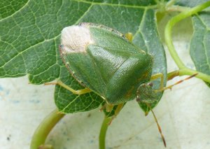 stinkwanze 019b......jpg