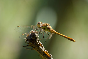 DSC_3578_1B.jpg DSC_3578_1B.jpg