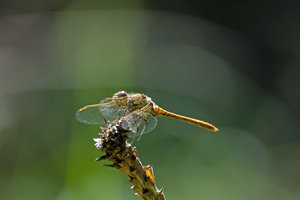 DSC_3598_1B.jpg DSC_3598_1B.jpg