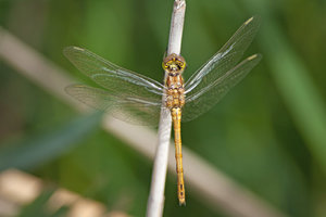 DSC_3956_1B.jpg DSC_3956_1B.jpg