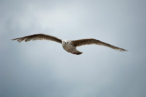 DSC_3690_1M.jpg DSC_3690_1M.jpg