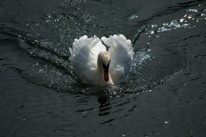 DSC_3994_1_S.jpg DSC_3994_1_S.jpg