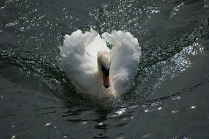 DSC_3999_1_s.jpg DSC_3999_1_s.jpg