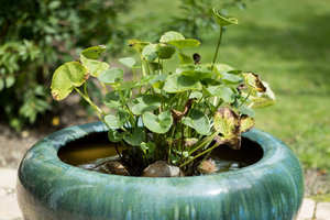 Helios_1400_500px (1 von 5).jpg Helios_1400_500px (1 von 5).jpg