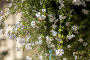 Helios_1400_500px (3 von 5).jpg Helios_1400_500px (3 von 5).jpg