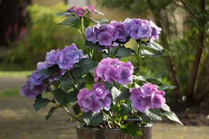 Petzval_1400_500px (1 von 1).jpg Petzval_1400_500px (1 von 1).jpg