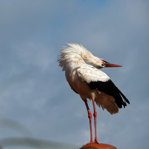 Storchl_1400_500px (1 von 2).jpg