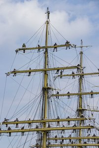 Mircea292. August 17.jpg