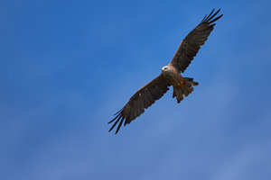 IMG_1175.jpg IMG_1175.jpg