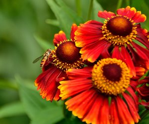 Kloster Schortens2.jpg